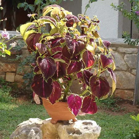 Apartahotel Maistreli