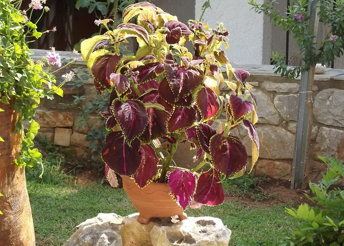 Lägenhetshotell Maistreli